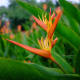 Heliconia psittacorum x Spathocircinata "Flame".