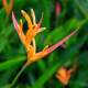 Heliconia psittacorum "Pinky".