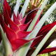 Heliconia caribaea.