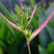 Heliconia psittacorum "Pearl".