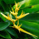 Heliconia psittacorum "Golden Torch".