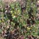 Purslane flowers are small and yellow.
