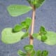 Purslane plants have smooth, round, reddish stems and an abundance of fleshy, oval-shaped leaves.