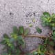 Purslane seeds are tiny, black, and round.