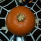 First of all, pick your pumpkin!