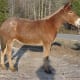 Mule