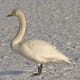 The adult whooper swan has a triangular head and carries its neck straight. The yellow patch on the bill is more angular than that on the Bewick's swan.