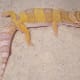 What to Do If Your Leopard Gecko Stopped Eating