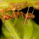 Red ant and scale insects. Photo by Jeridu/Dreamstime.