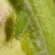 Green Aphid. Photo by Jscalev/Dreamstime.