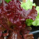 Lettuce in pot