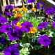 Sun-loving Purple wave Petunias (annual)