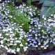 Sun-loving white Lobelia (annual/biennial)