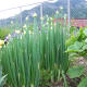 Egyptian onions spread from the roots, in a bunching manner.