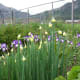 New sets are forming on the tops of my "seed" onions. These are planted in a perennial flower bed.