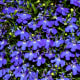 Sun-loving Blue Lobelia (annual/biennial)