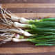 Nice-sized bulbs add pleasant flavor to dishes, cooked or raw.