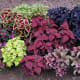 shade/partial sun Coleus, annual