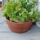 Lettuce in pot