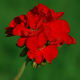 sun-loving Geranium (annual)