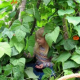 A child walks through a living playhouse.