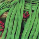 In addition to beautiful blooms, the runner beans will also naturally produce their delicious vegetable namesakes.