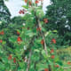 The runner beans will eventually begin to blossom and provide wonderful blooms like these.