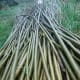 Willow rods will serve as the main structure of the den/playhouse.