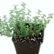 Thyme.