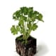 Parsley.