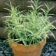 Rosemary.
