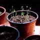 Plastic pots.