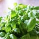 Basil.