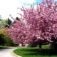 Crepe Myrtle