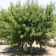 Peach tree