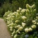 Panicle Hydrangea
