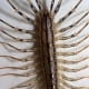 how-to-kill-house-centipedes