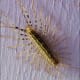 how-to-kill-house-centipedes