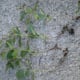 Check to make sure that cuttings have at least 1 inch of root.