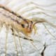 how-to-kill-house-centipedes