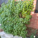 Find a healthy parent lilac bush with new shoots