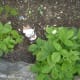 Many strawberries are leafing out.