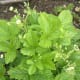 June shows flowers forming.