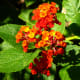Orange colored lantana