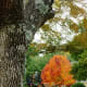 Bradford Pear tree in the fall
