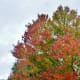 Bradford Pear tree showing Fall colors