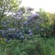 Lilac, Syringa Vulgaris