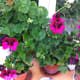 Geranium really fits in a vintage garden!