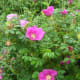 Rosa Rugosa!
