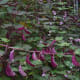 The purple bean pods add to the beauty of this multipurpose plant.